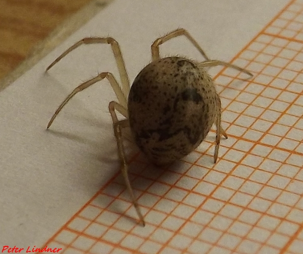 Parasteatoda tepidariorum - Cairate (VA)