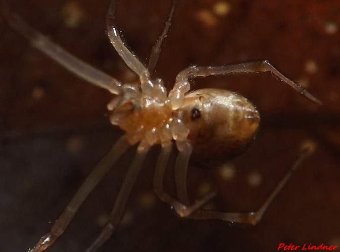 Parasteatoda tepidariorum - Cairate (VA)