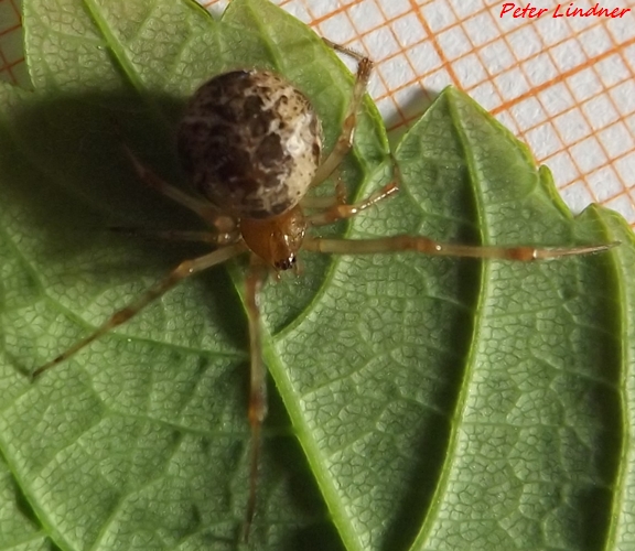 Parasteatoda tepidariorum - Cairate (VA)