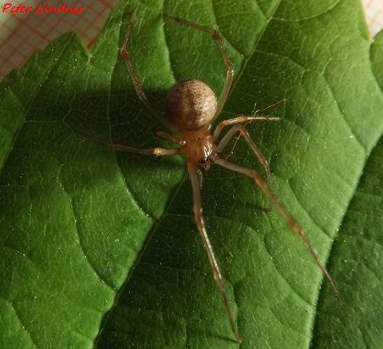Parasteatoda tepidariorum - Cairate (VA)