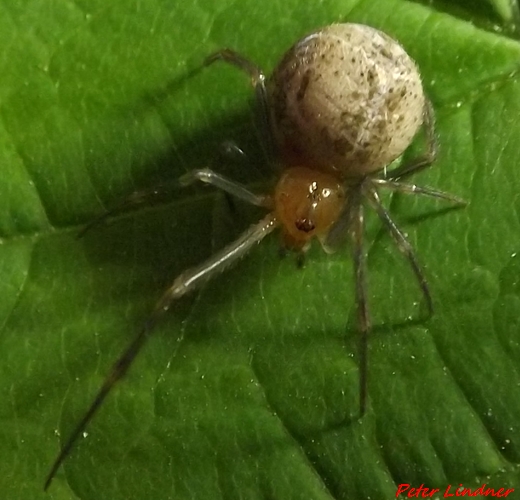 Parasteatoda tepidariorum - Cairate (VA)