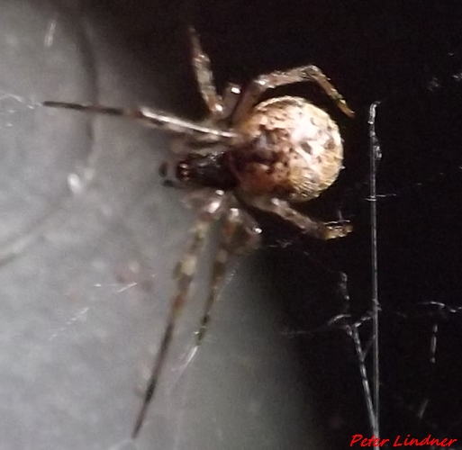 Parasteatoda tepidariorum - Cairate (VA)