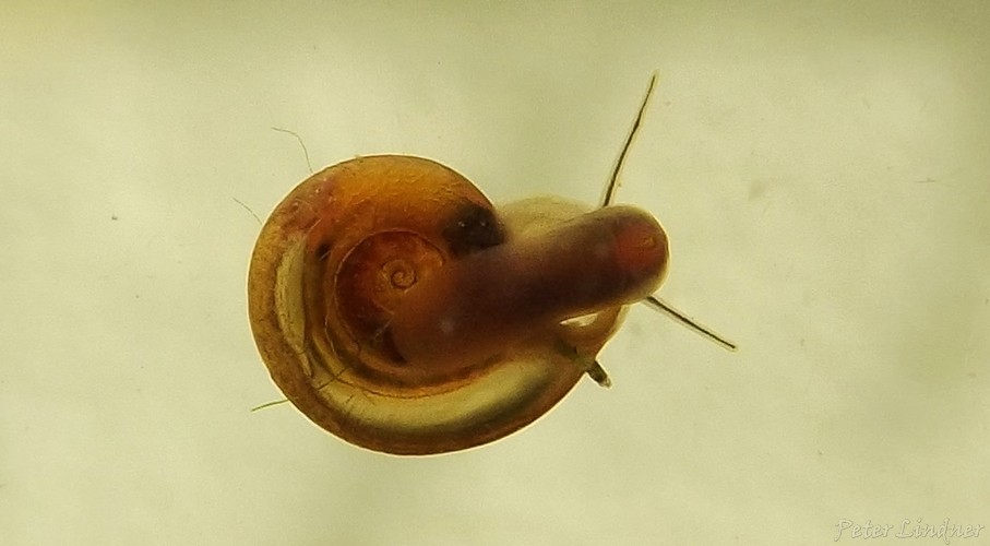 ID (Planorbidae?)