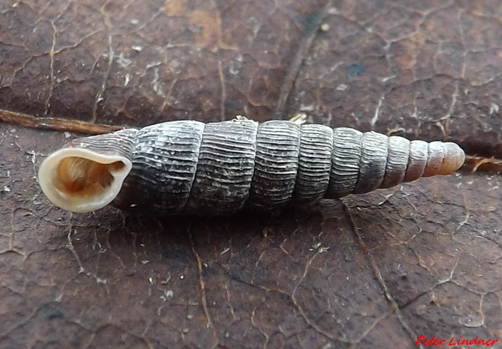 Clausilia whateliana umbrosella