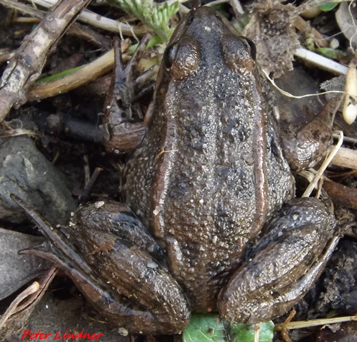 Id rana - Pelophylax sp. (prov. Varese)