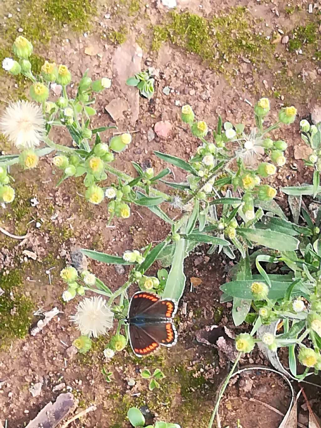 Aricia cramera (Lycaenidae)