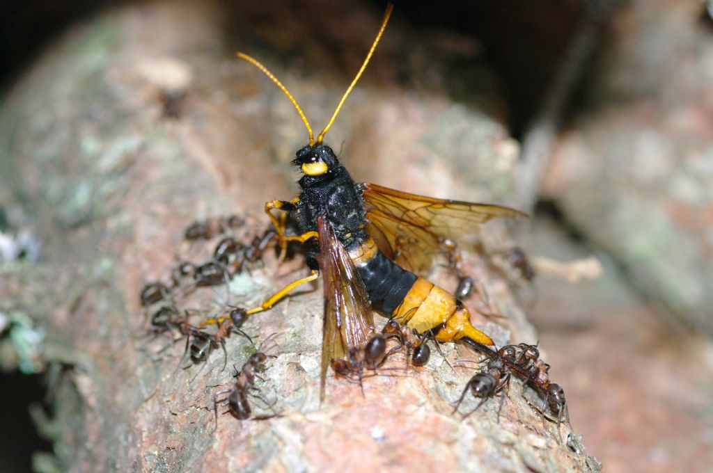 Urocerus Gigas attaccata da Formiche