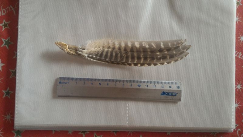 Identificazione penne