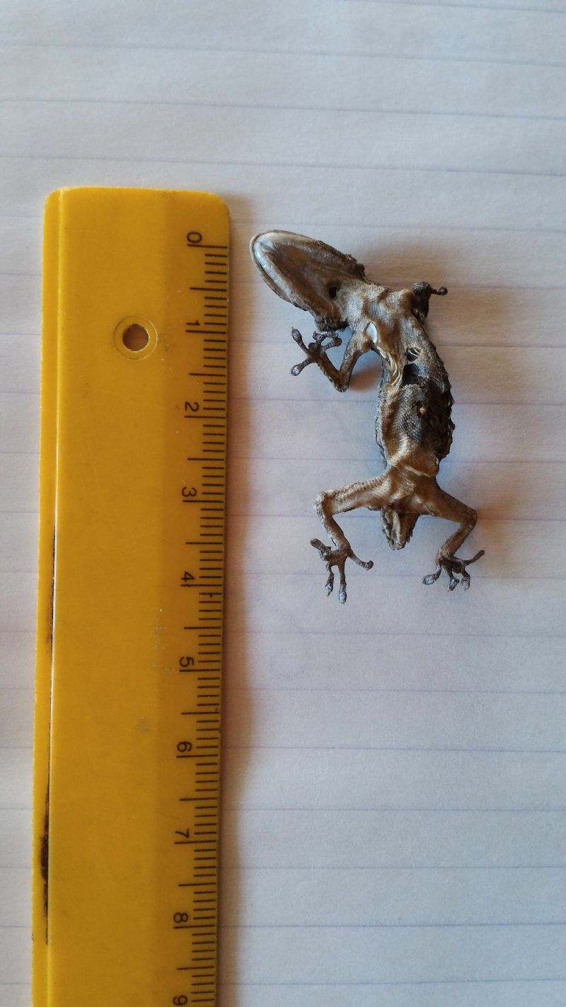 Identificazione lucertola