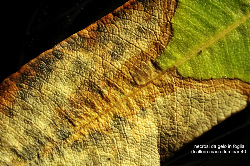 luce riflessa   vs   luce trasmessa