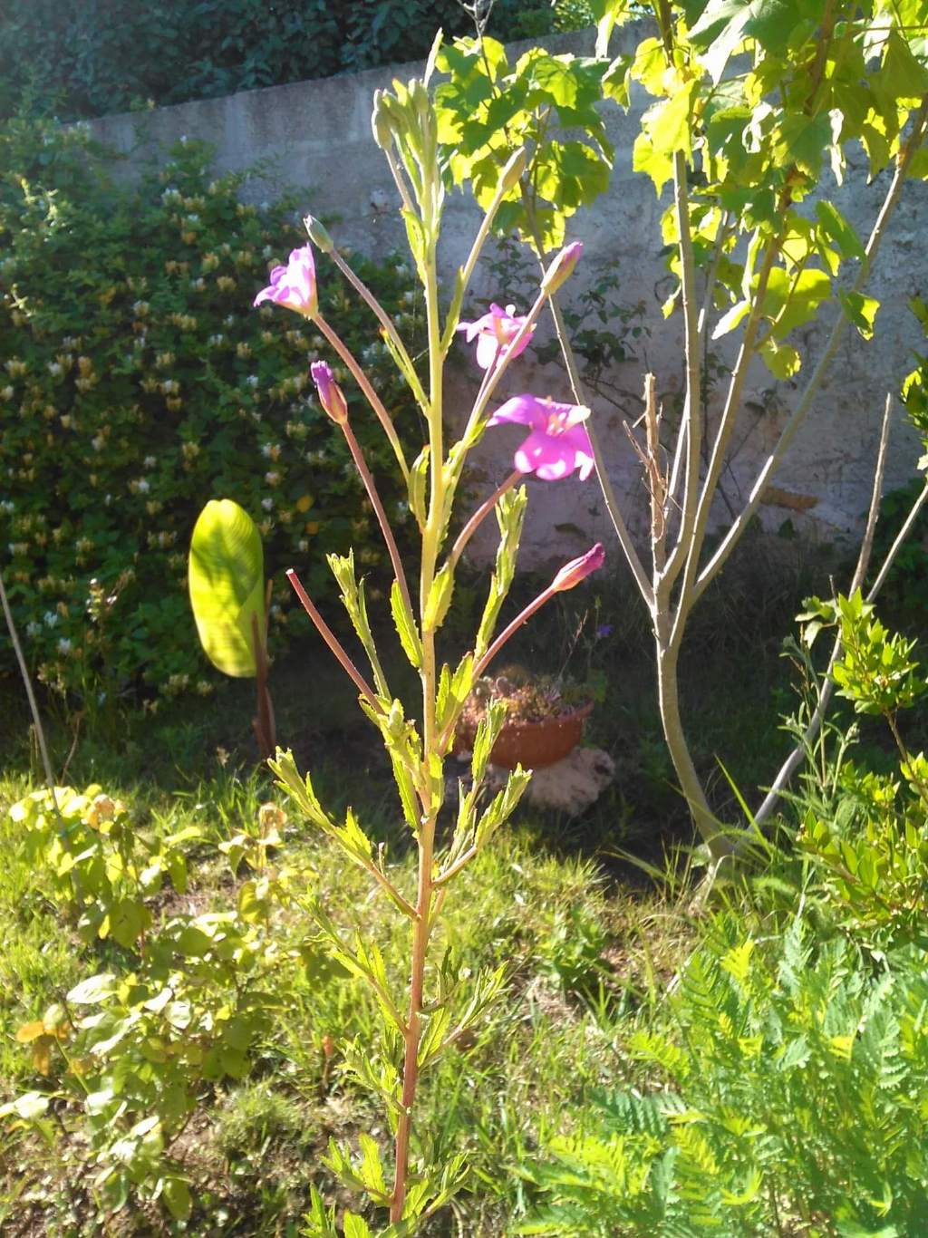 Epilobium sp. (Onagraceae)