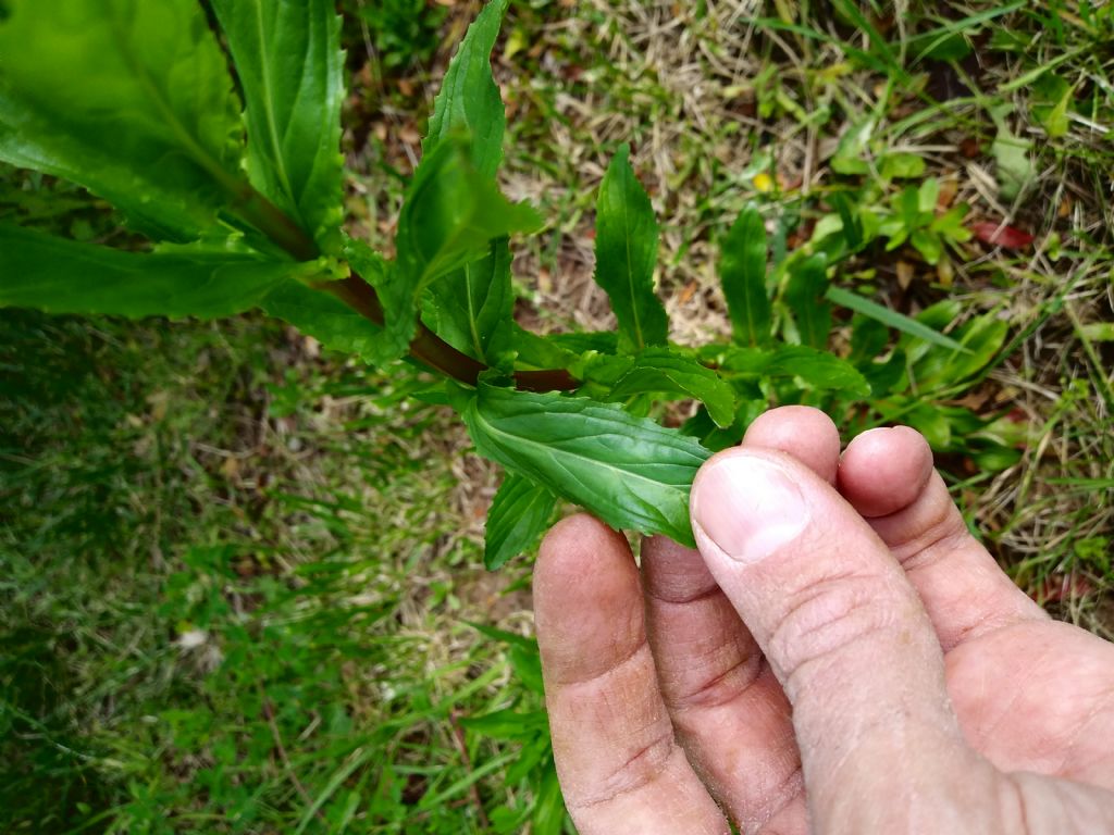 Epilobium sp. (Onagraceae)