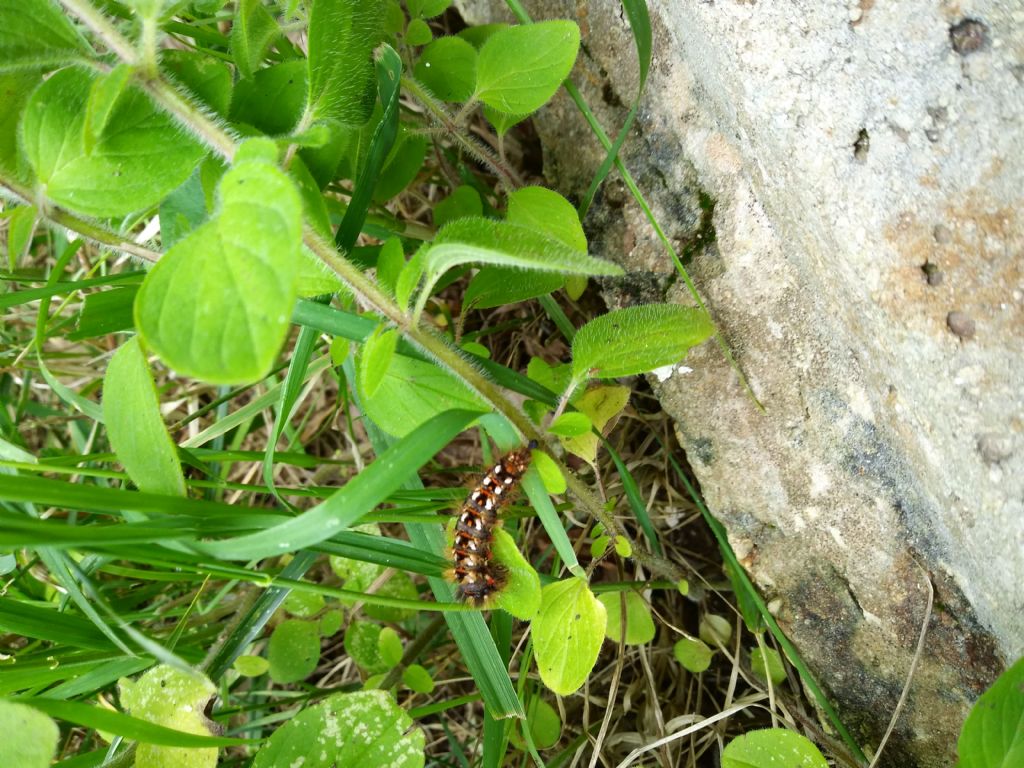 bruco di  Acronicta rumicis (Noctuidae)