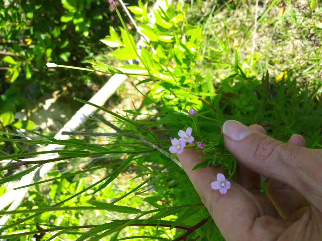 Epilobium sp. (Onagraceae)