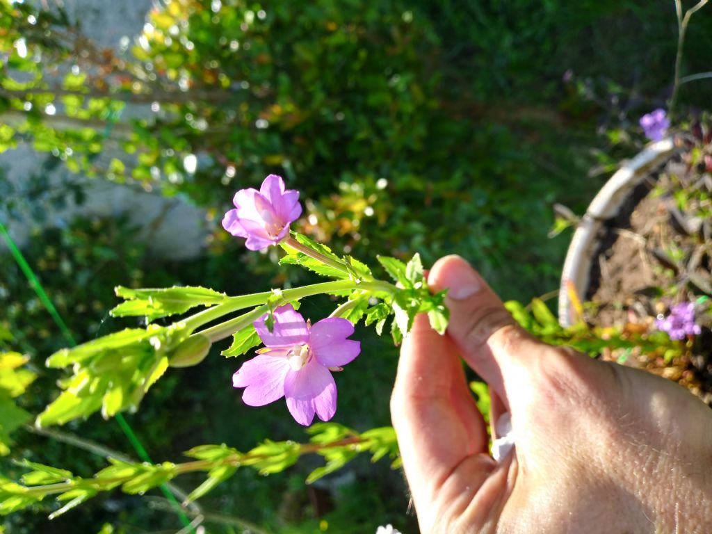 Epilobium sp. (Onagraceae)