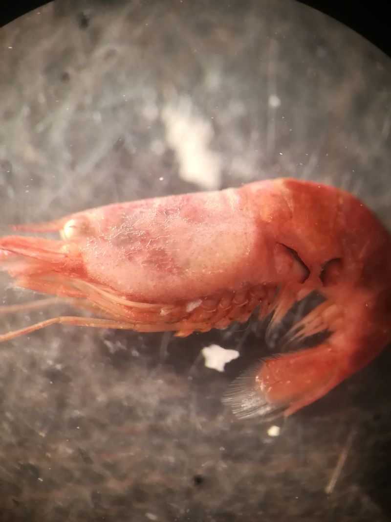 Riconoscimento crostacei durante il sorting