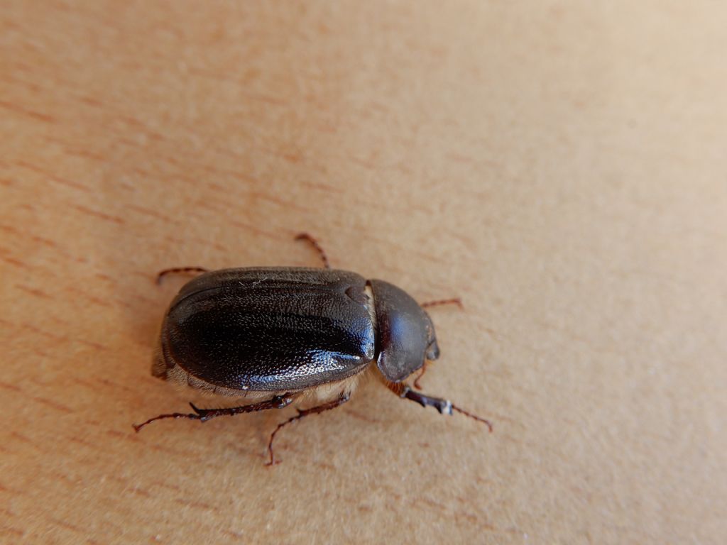 Melolonthidae: Aplidia transversa