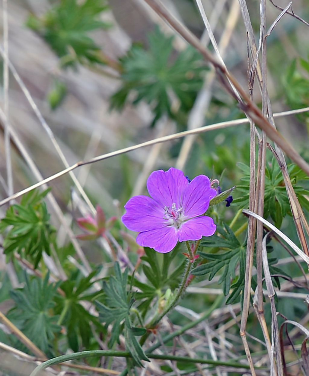 Geranium sanguineum