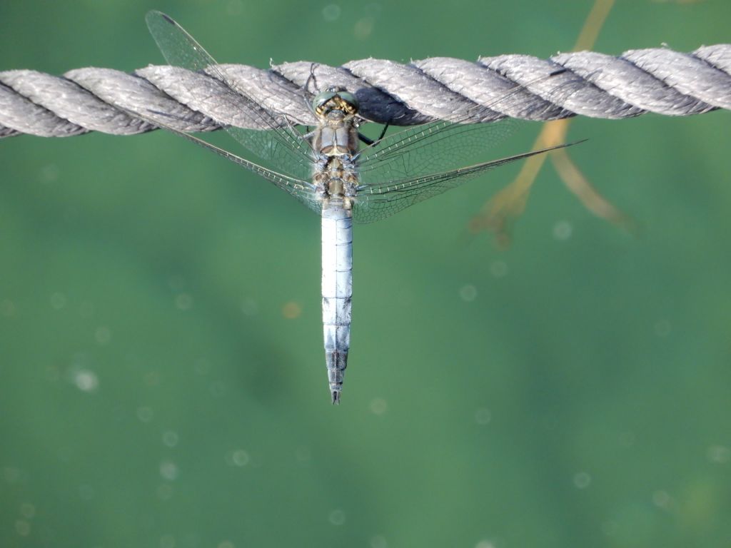 Orthetrum cancellatum, maschio