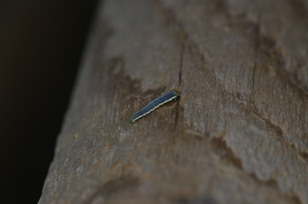 Riconoscimento bruco