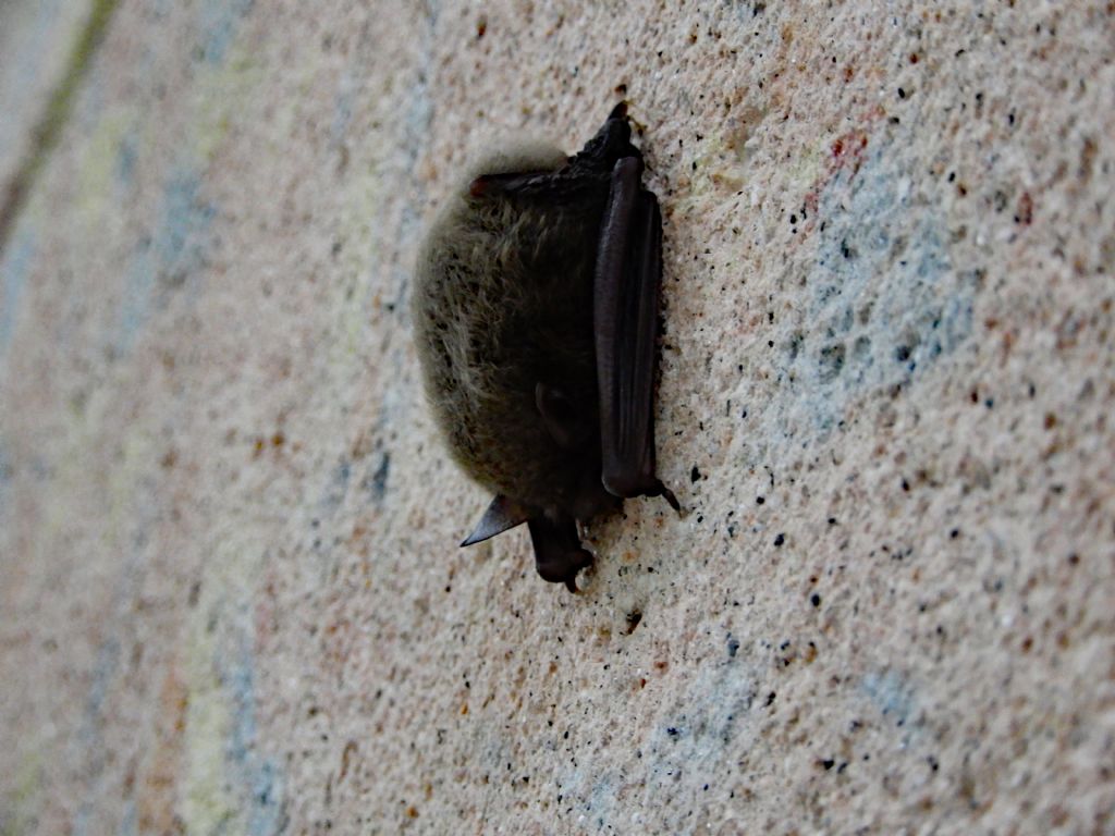 Pipistrello  da id.