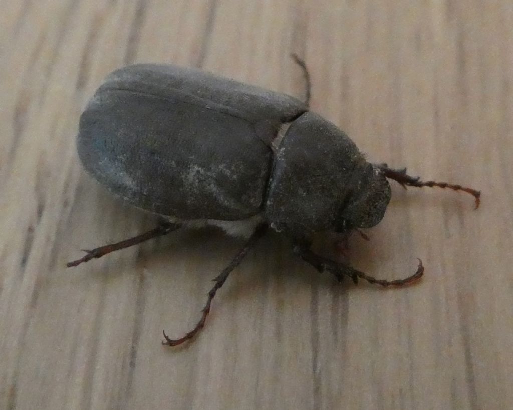 Melolonthidae: Aplidia transversa