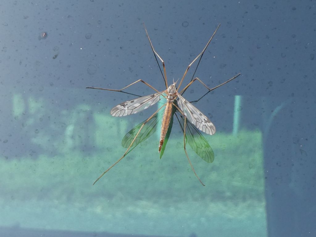 Tipulidae sp. o Limoniidae sp.