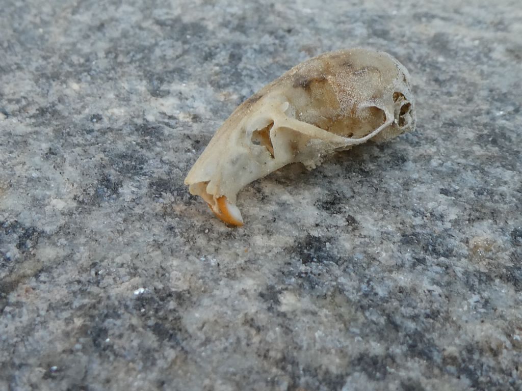 Cranio da identificare