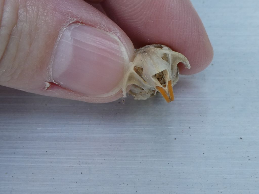 Cranio da identificare