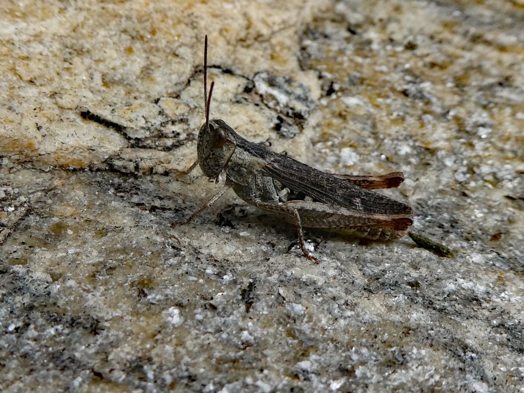 Acrididae: Glyptobothrus sp.