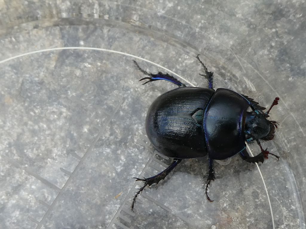 Geotrupidae: Anoplotrupes stercorosus