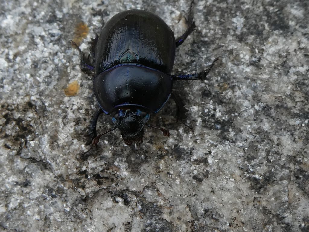 Geotrupidae: Anoplotrupes stercorosus