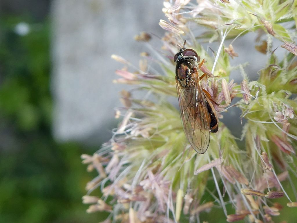 Identificazione insetto