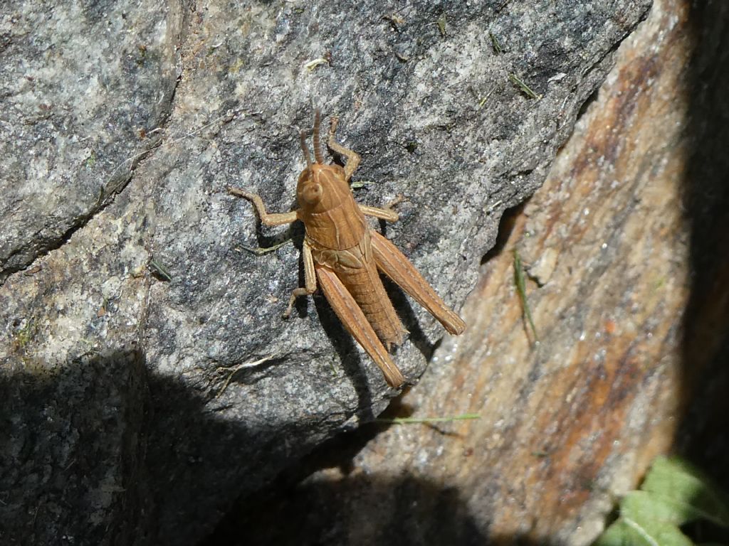 giovane Acridiidae