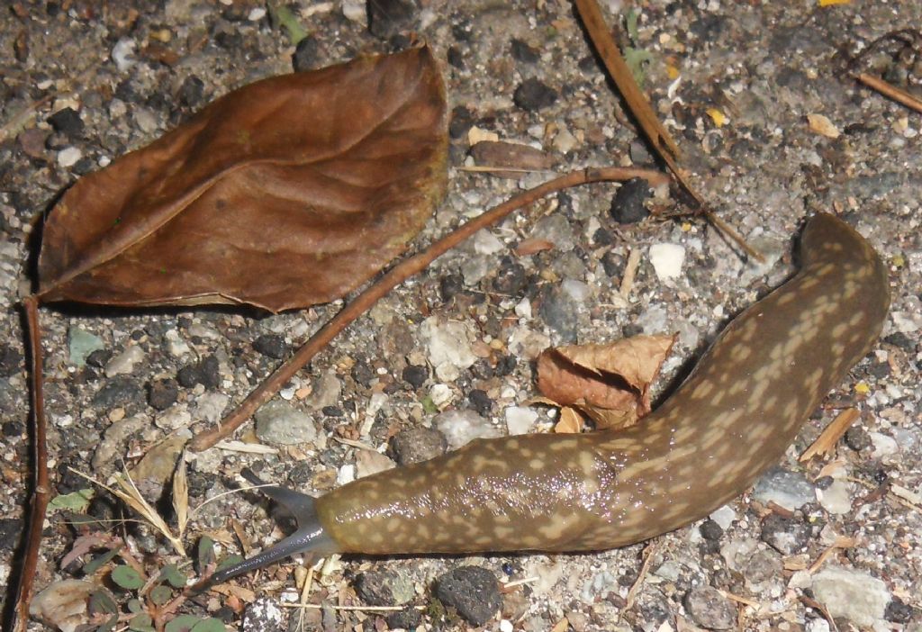 Limacus flavus da Casalzuigno (VA)