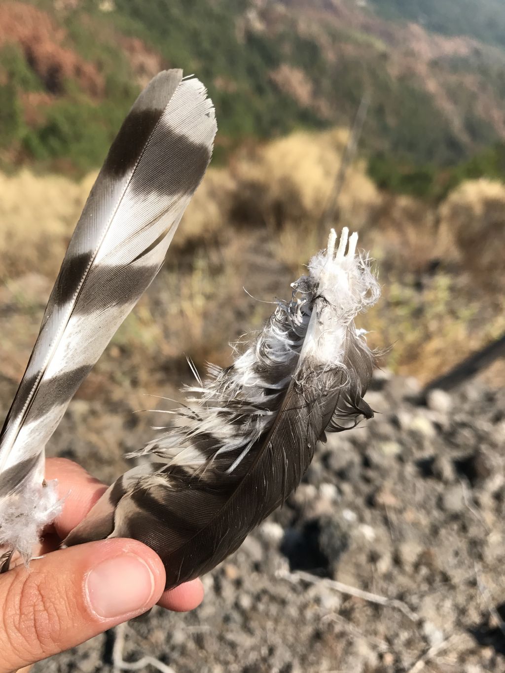 Penne da identificare ed eventuale predatore