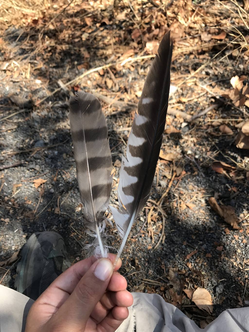 Penne da identificare ed eventuale predatore