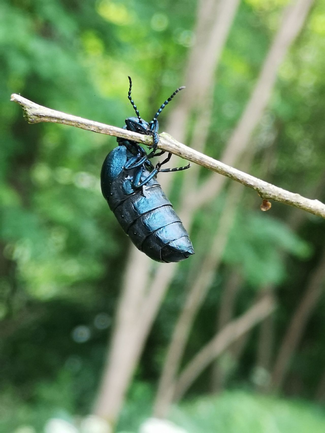 Meloidae: femmina Meloe proscarabeus