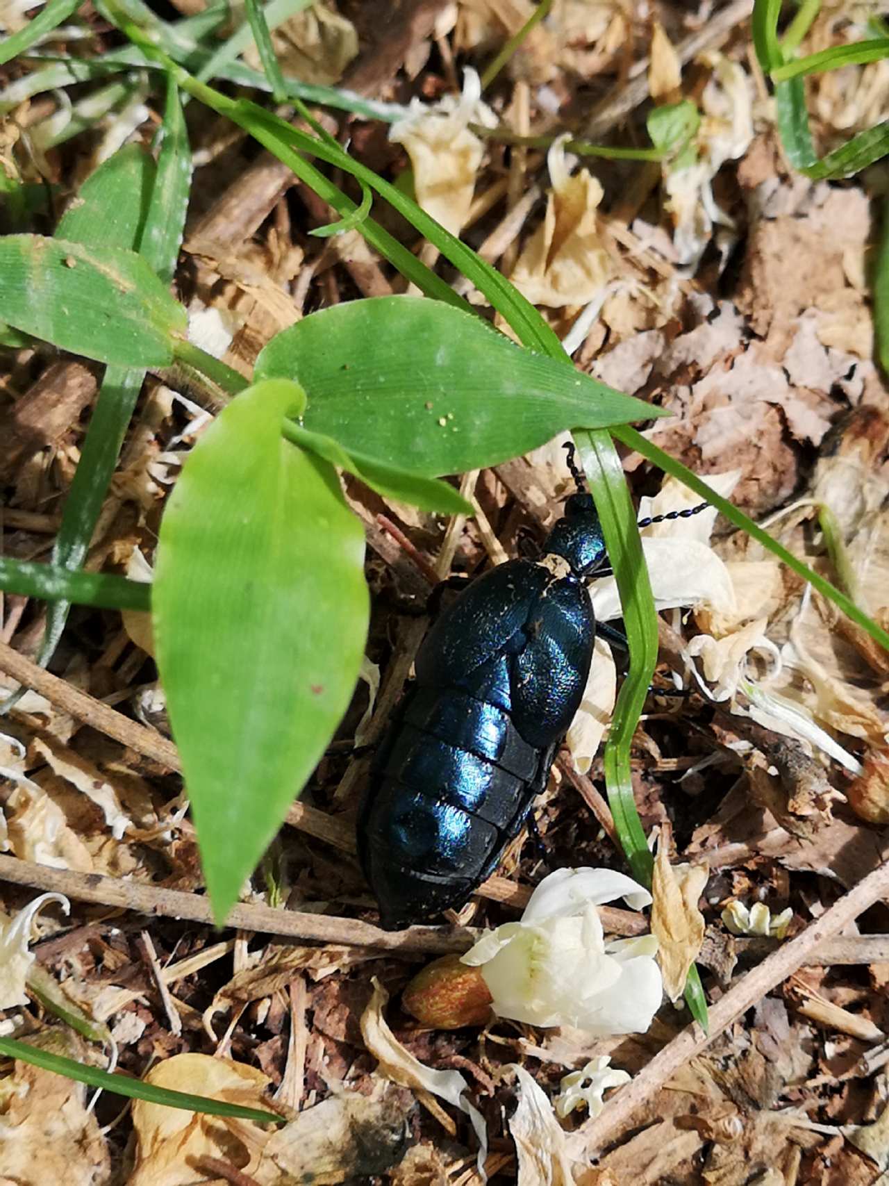 Meloidae: femmina Meloe proscarabeus