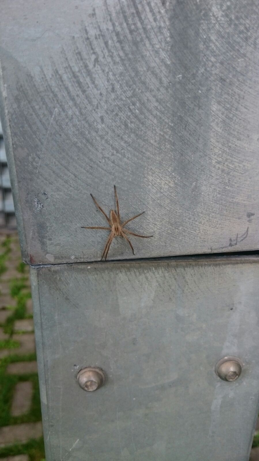 Pisaura sp.   -  Treviso