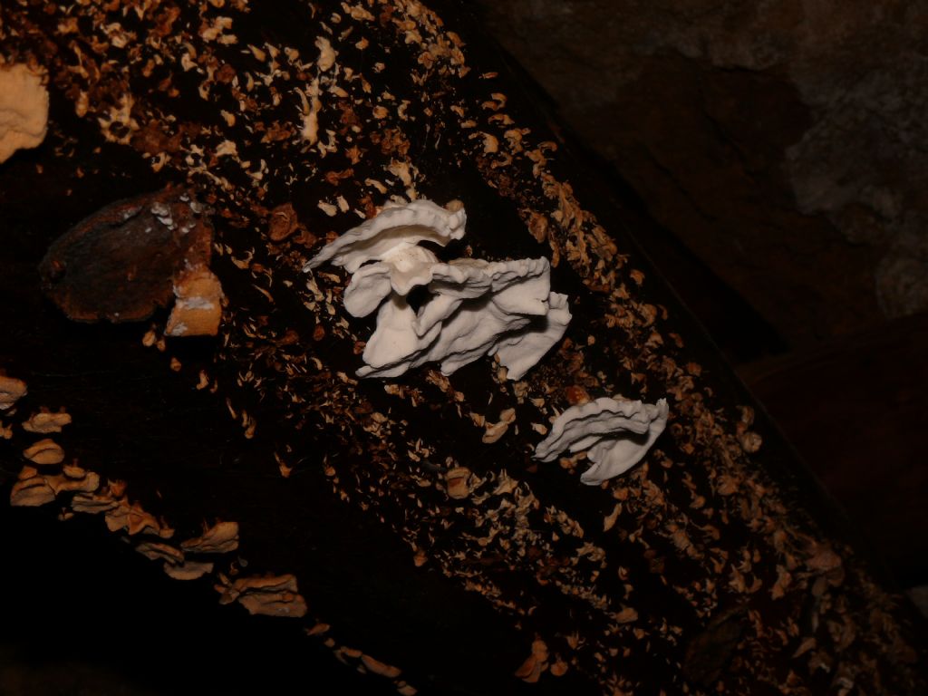 funghi nella miniera ricostruita di Massa Marittima..Help