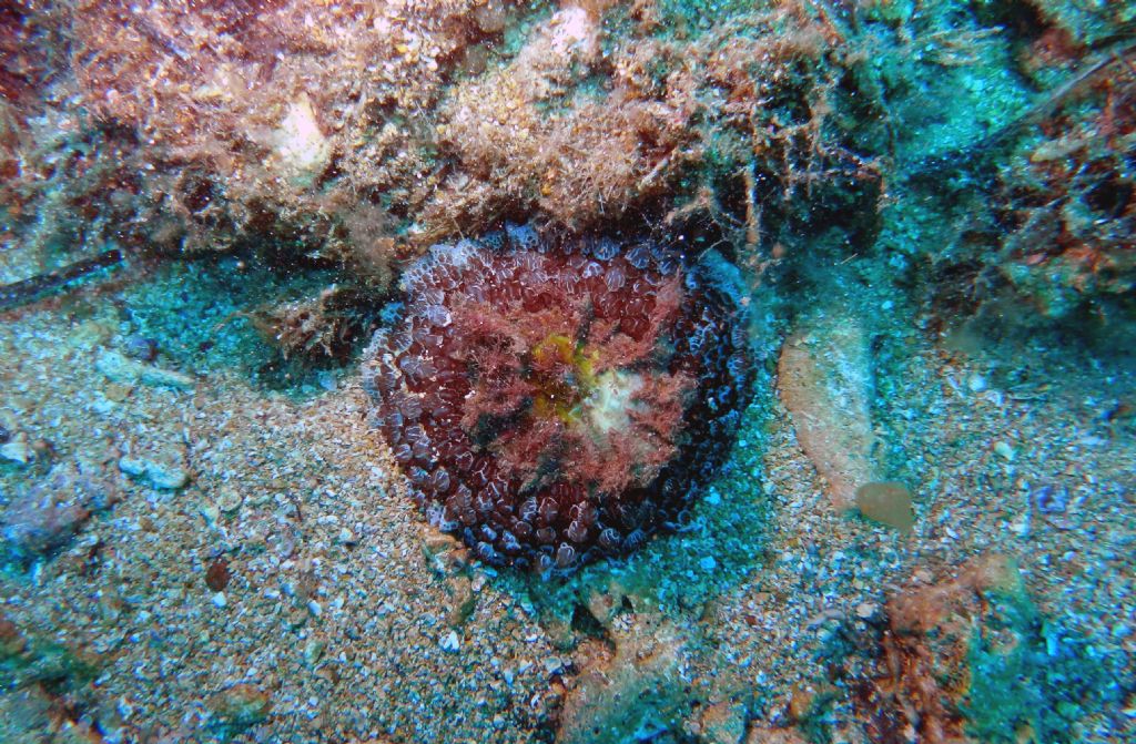 Umbraculum mediterraneum? Punta di Licosa Cilento -12 m