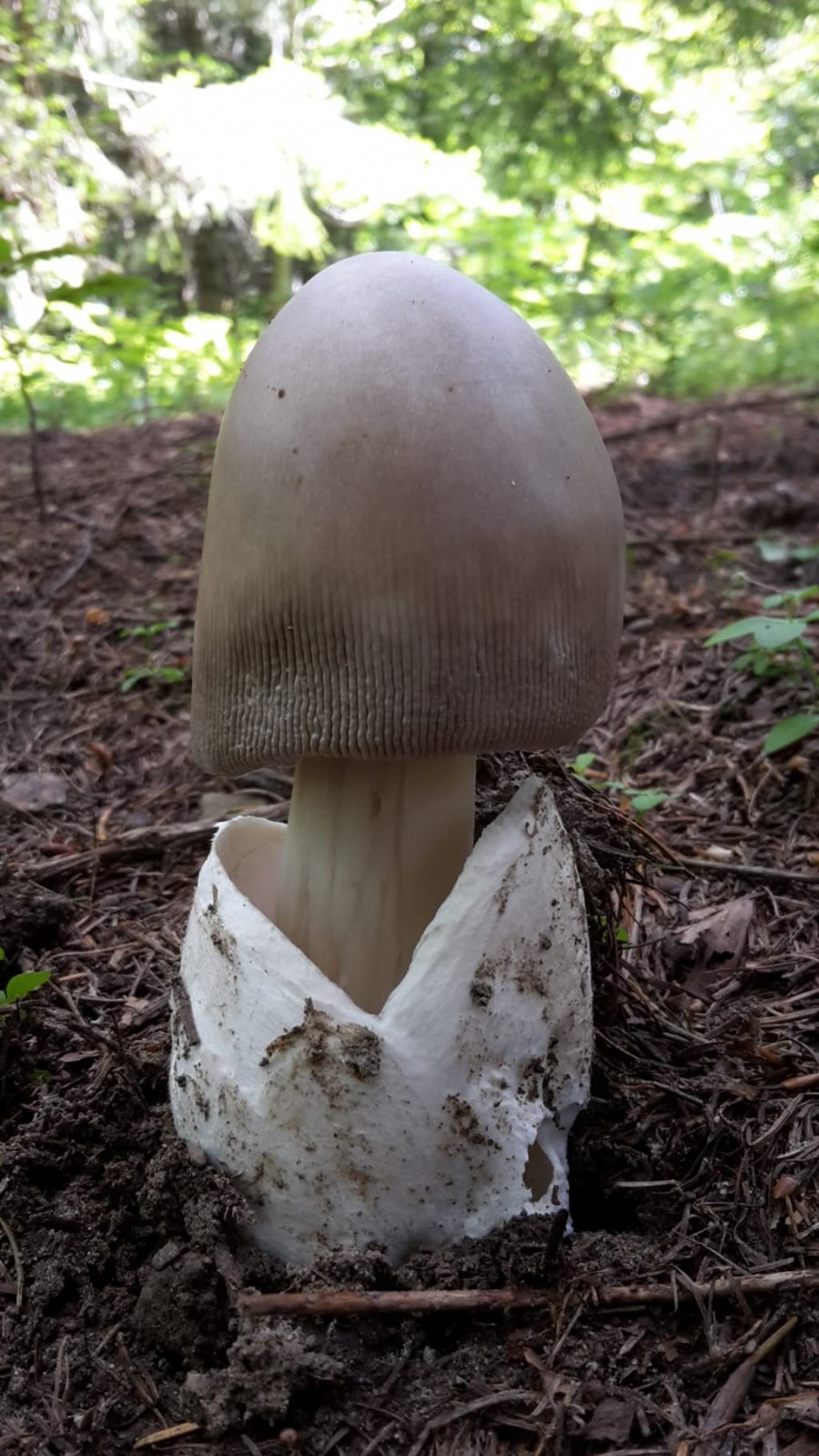 Amanita magnivolvata o pachyvolvata