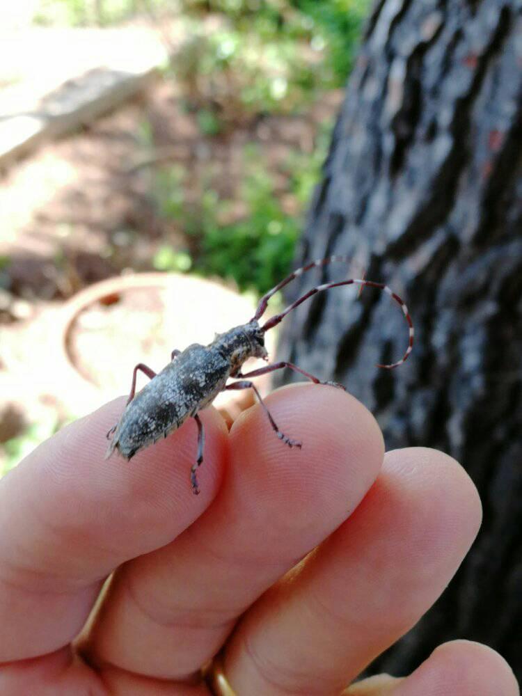 Cerambycidae: Monochamus galloprovincialis, femmina