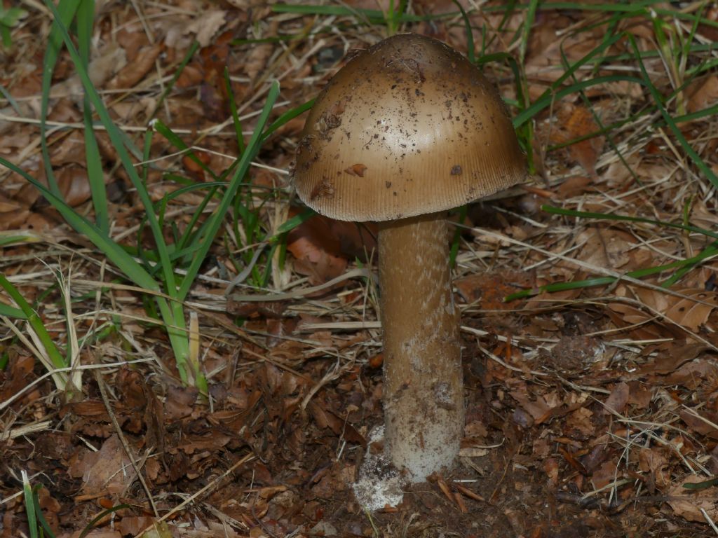 Amanita umbrinolutea?