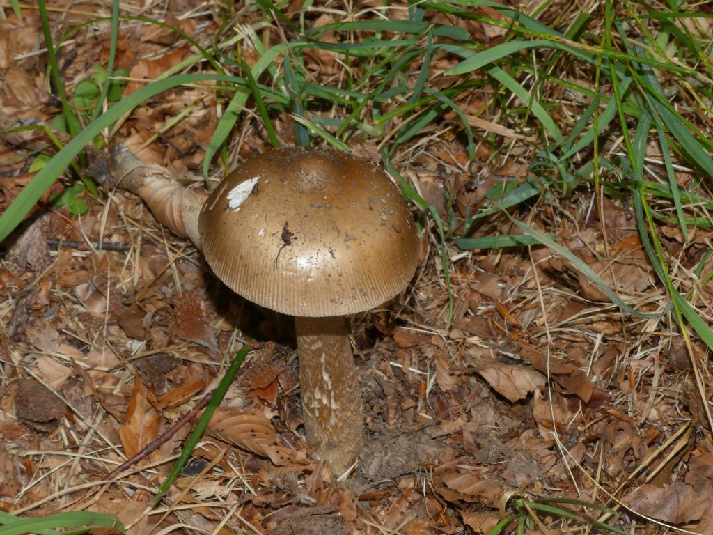 Amanita umbrinolutea?