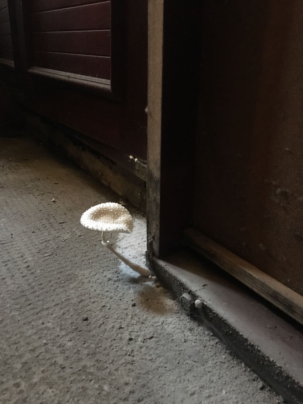 Macrolepiota o Lepiota in cantina!? Che specie?
