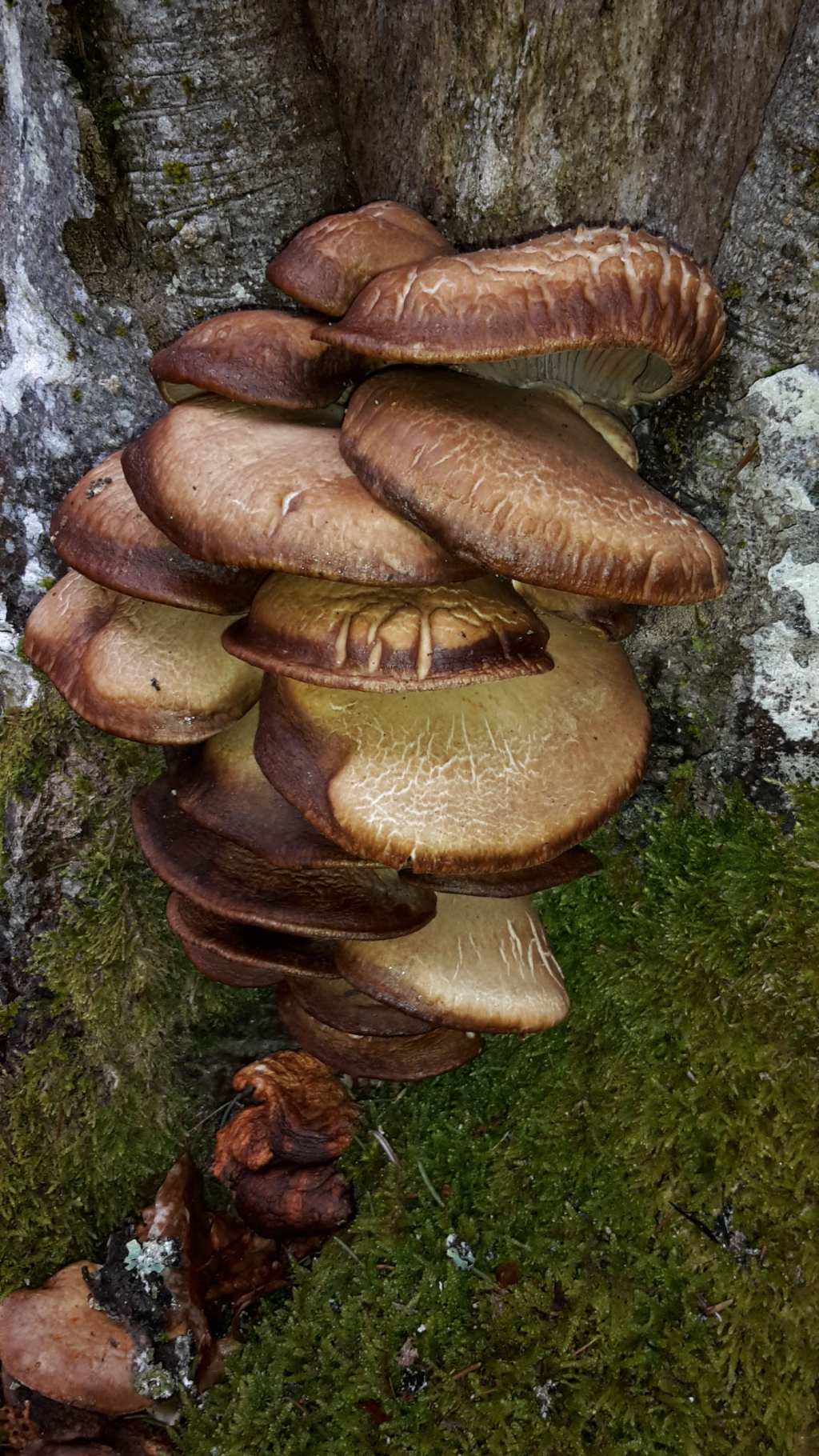 funghi carnosi tipo Pleurotus in montagna al 10/3