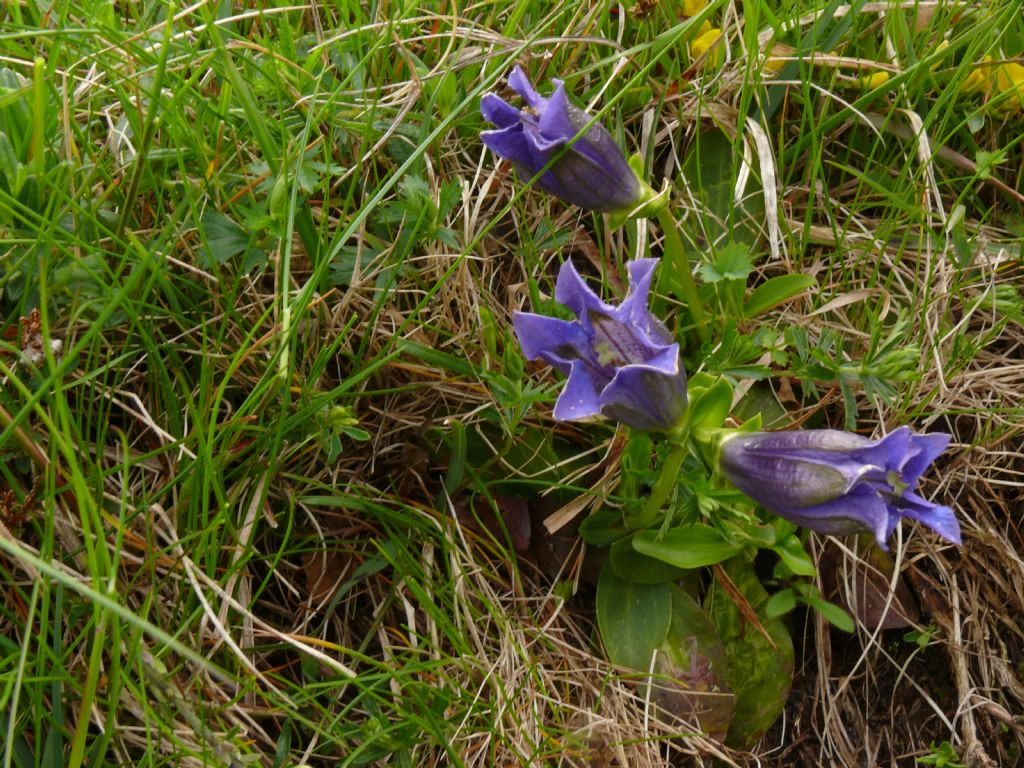 Genziane della lunigiana: clusii o acaulis?.... acaulis...