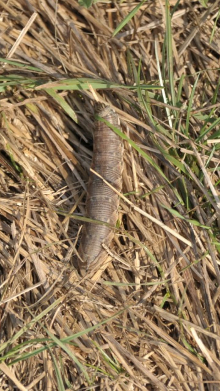 Larva da id ( in zona aeroportuale pisana): Agrius convolvuli - Sphingidae